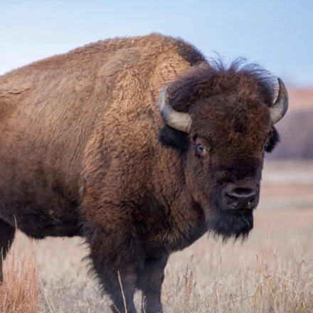 Bison For Sale