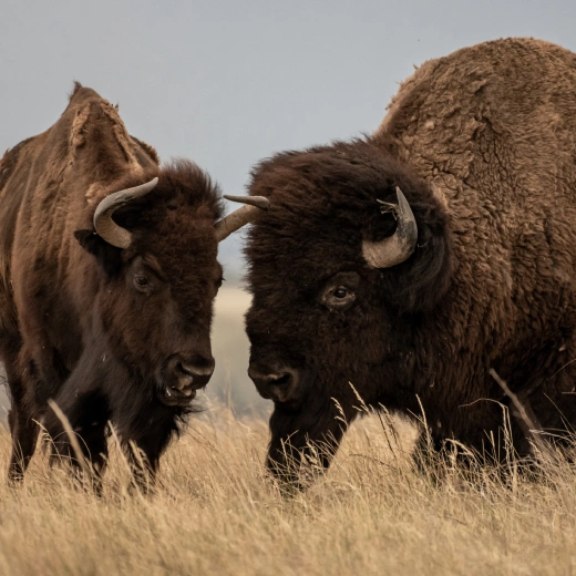 Hog Hunting Harlan Farms