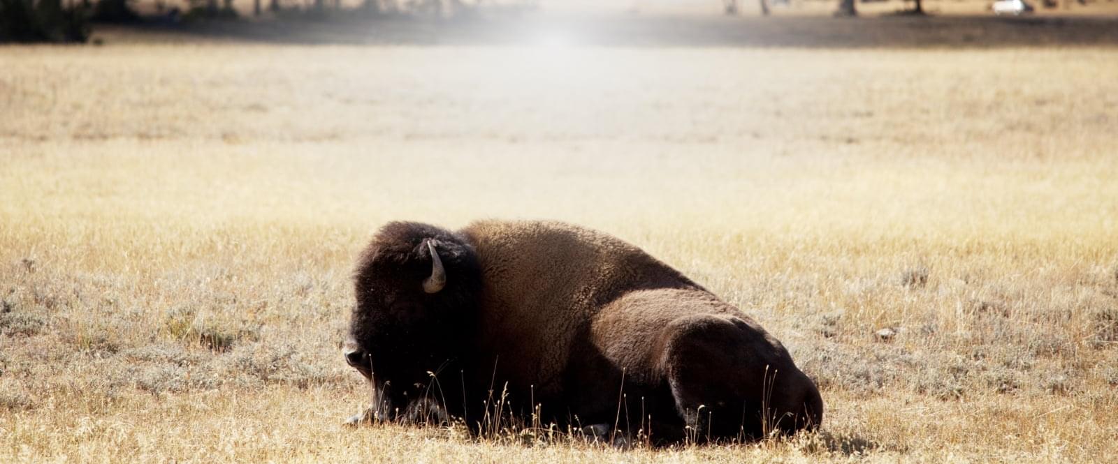 Bison Meat Harlan Farms
