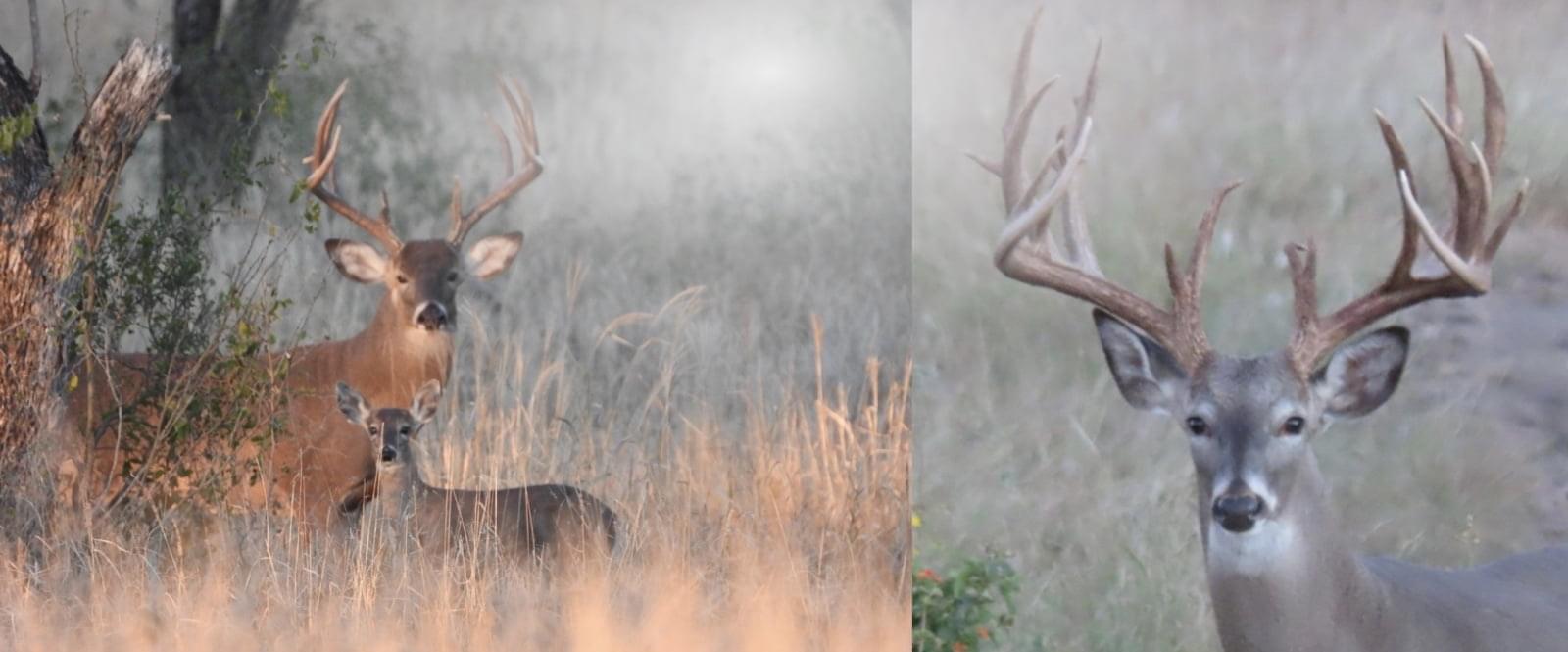 Deer Hunting Harlan Farms
