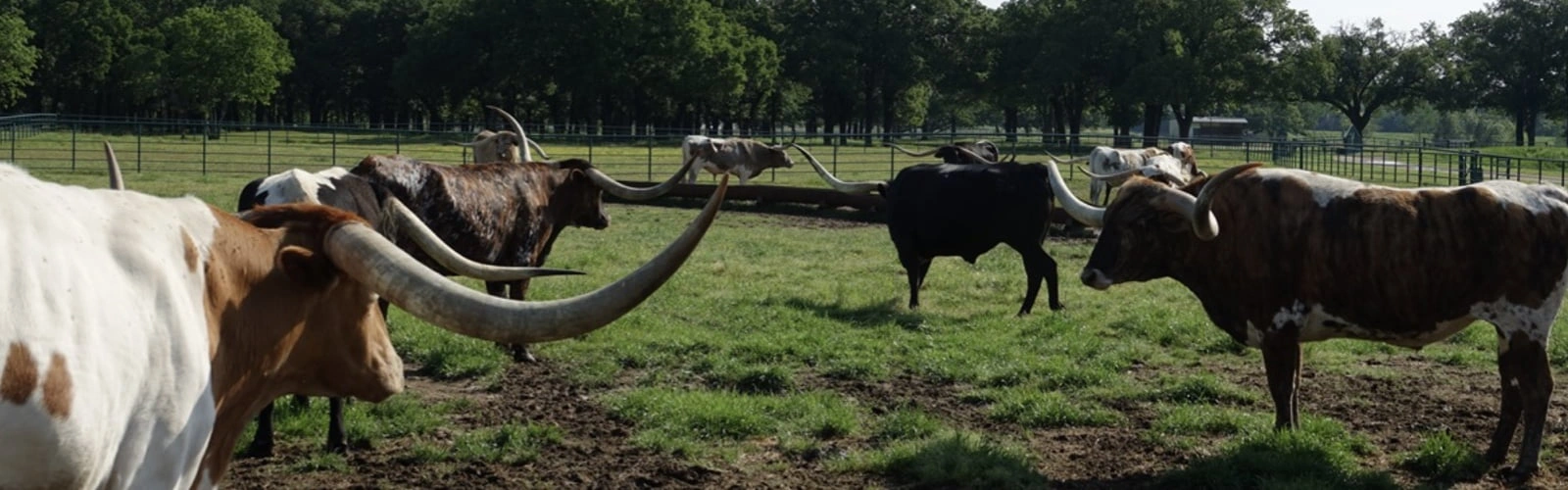 Longhorns Harlan Farms